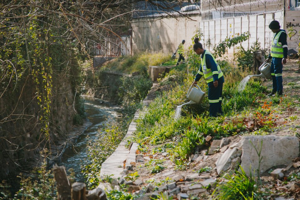Workers remove invasive species in Johannesburg, South Africa.