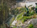 Workers remove invasive species in Johannesburg, South Africa.