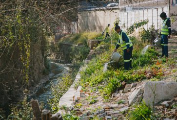 Workers remove invasive species in Johannesburg, South Africa.