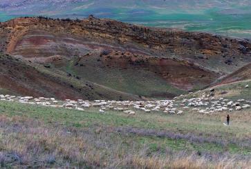 A shepherd and his grazing flock of sheep on a grassy steppe in Georgia.