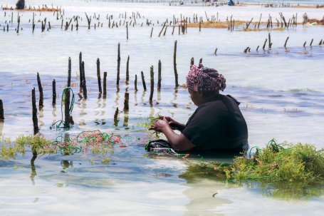 A person sits in the water tending to a kelp farm in a shallow area of the ocean.