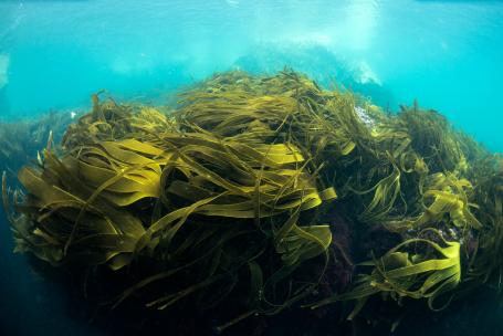 Kelp forests create habitats  for sea life, but they also reduce the rate of global warming. As well as growing extremely fast, kelp exports a large portion of its biomass into the deep sea, allowing it to permanently remove carbon dioxide from the atmosphere. 