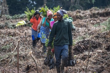 Kenyan farmers carry tree saplings