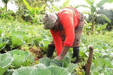 A woman grows cabbages in rural Kenya