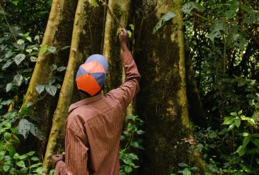Local guide looks up into the canopy of one Kakamega Forest's impressive trees.