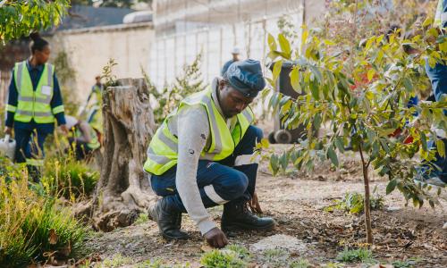 Local workers caring for young trees.