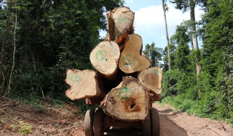 Large logs sit on a truck bed in a forest concession in Ghana.