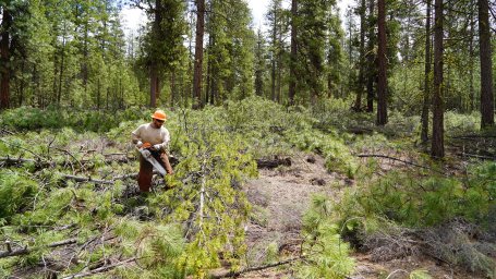 A Lomakatsi crew member uses a chainsaw in the Fremont-Winema National Forest to conduct forest thinning