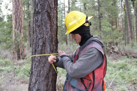 Lomakatsi ecological forestry technician Seneca Hescock, an enrolled member of The Klamath Tribes, takes measurements to determine which trees should be thinned as part of a forest restoration effort.
