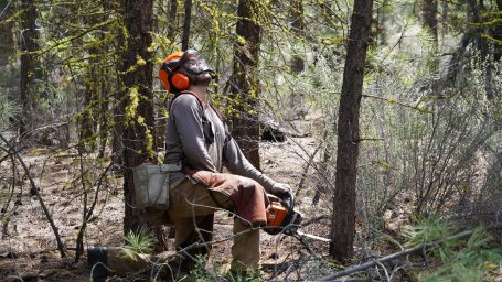 A Lomakatsi crew member looks up to gauge the height of a tree as he conducts forest thinning work.