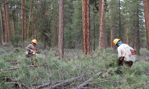 Lomakatsi crew members thin overcrowded trees in Oregon's Fremont-Winema National Forest to reduce wildfire risk