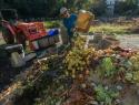 A farm worker empties crates of produce onto a compost heap.