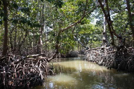 Mangrove ecosystem in Mexico. Credit: WRI México.