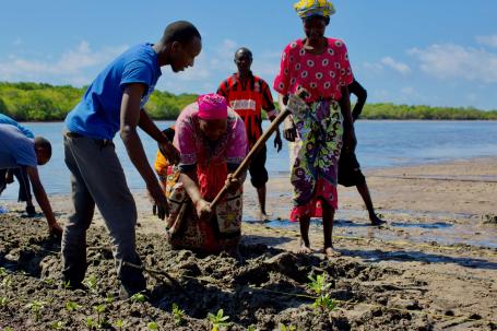 A community group in Kenya plants mangrove seedlings.
