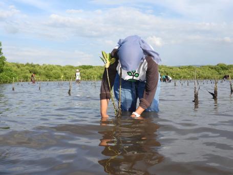 A young woman in a head scarf plants a mangrove seedling in shallow water.