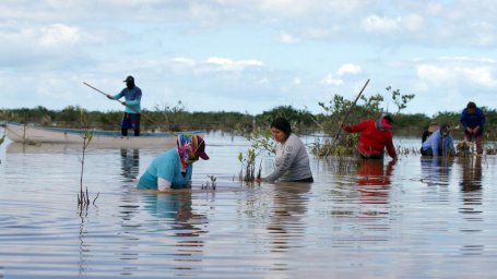 People restoring mangrove in Mexico