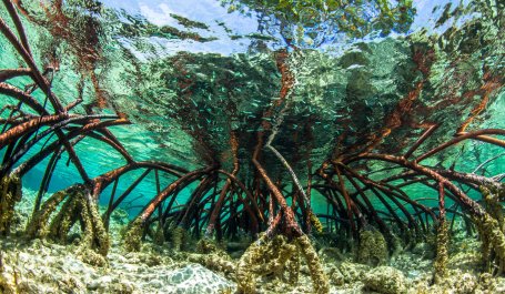 Underwater shot of a mangrove root system in clear tropical waters.