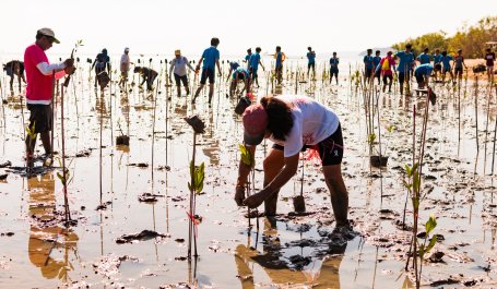 Restoring mangroves in Thailand