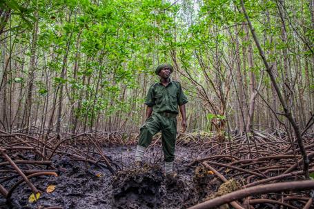 A park ranger stands in a thriving mangrove forest in Kenya.