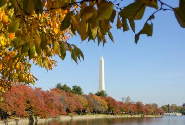 Autumn leaves surround the Tidal Basin with Washington Monument in background