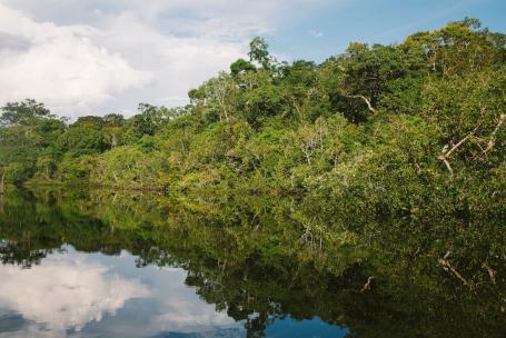 The Brazilian Amazon. Many indigenous lands, including those in the Amazon, store significant amounts of carbon, partly because their vegetation is in better condition than other areas.&nbsp;Photo by&nbsp;Nathalia Segato/Unsplash