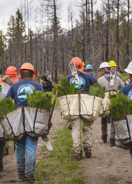 Workers carrying seedlings into forest.
