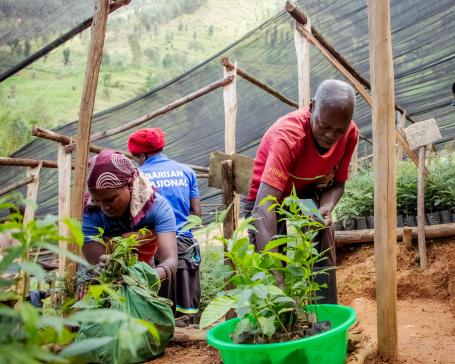 Three people prepare tree seedlings for planting at a nursery.