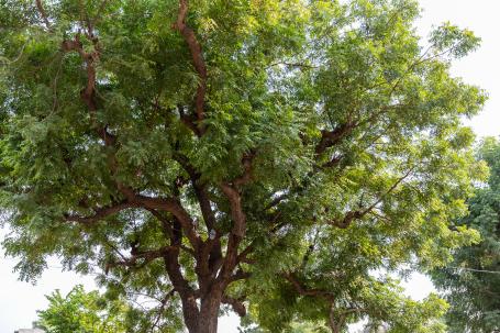 A photo of a large neem tree taken from the ground. 