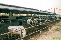 Dairy cows standing in a covered feedlot at a cattle farm in Nepal.