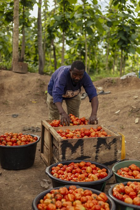 Man with crates of tomatoes.