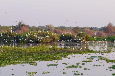 Flocks of birds flying over a lush wetland in Brazil's Pantanal.