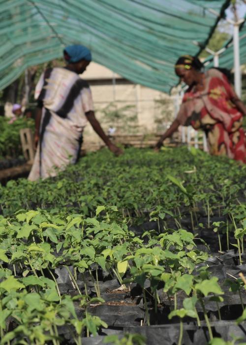 Plant nurseries.