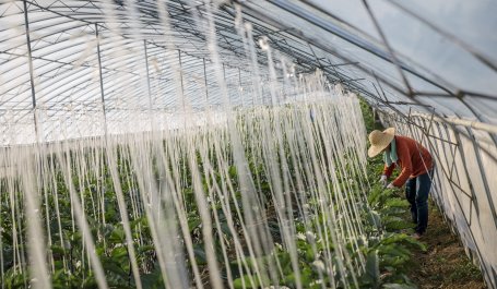 farmer-greenhouse-Beijing