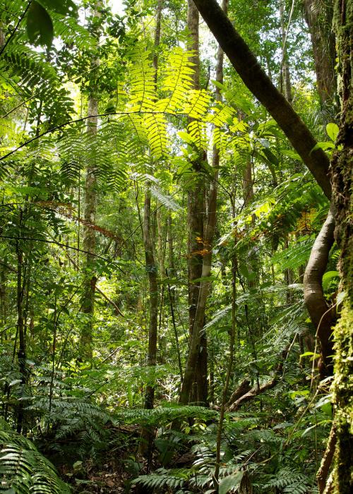 A view of the forest in Central Kalimantan.