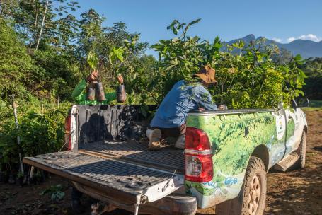 Two men load seedlings onto a truck bed in the rainforest.
