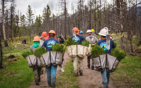 A group of workers walk into a pine forest with saplings in large bags for planting.
