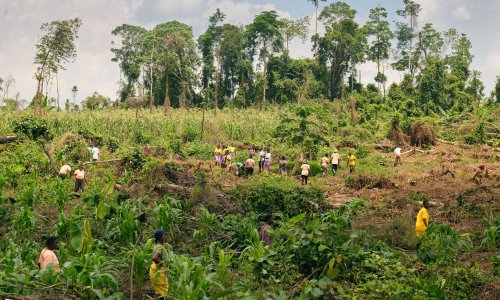 Farmers restore degraded land in Ghana's cocoa belt