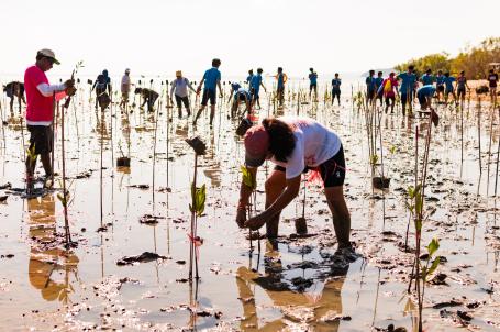 restoring mangroves in Phuket, Thailand