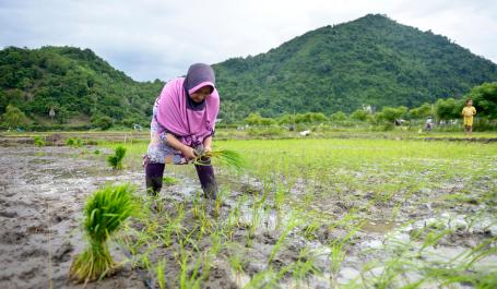 A woman plants rice seedlings.