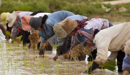 Cambodian rice farmers