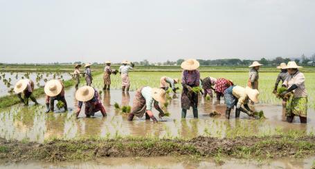 Farmers in rice paddies