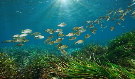 Fish swim through a seagrass meadow