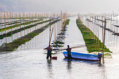 Two people in waders stand knee-deep in water in front of long rows of seaweed being grown for food.