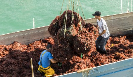 Harvesting seaweed