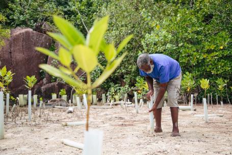 An older man digs a hole in the sand to plant mangrove seedlings.