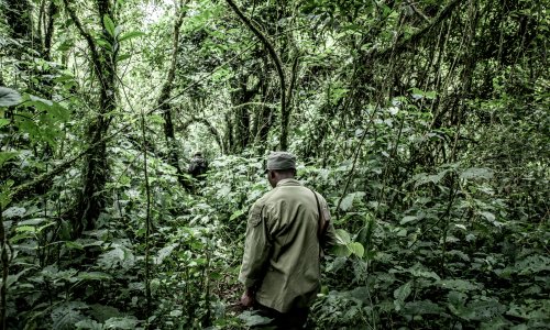 A guide walks through an old-growth forest in the Democratic Republic of the Congo