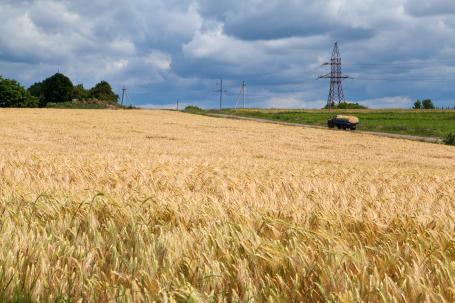 A golden wheat field in Ukraine 