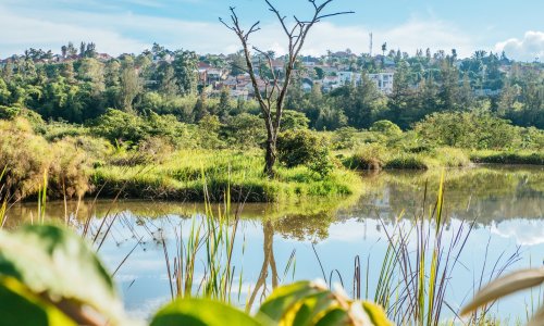 A lake within Kigali's Nyandungu Urban Wetland Eco-Tourism Park