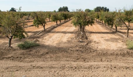 A plum orchid planted in dry soil as a result of drought. 