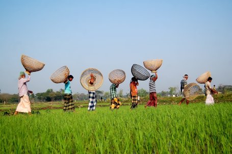 People walking in a grassy field carrying traditional woven fishing baskets.